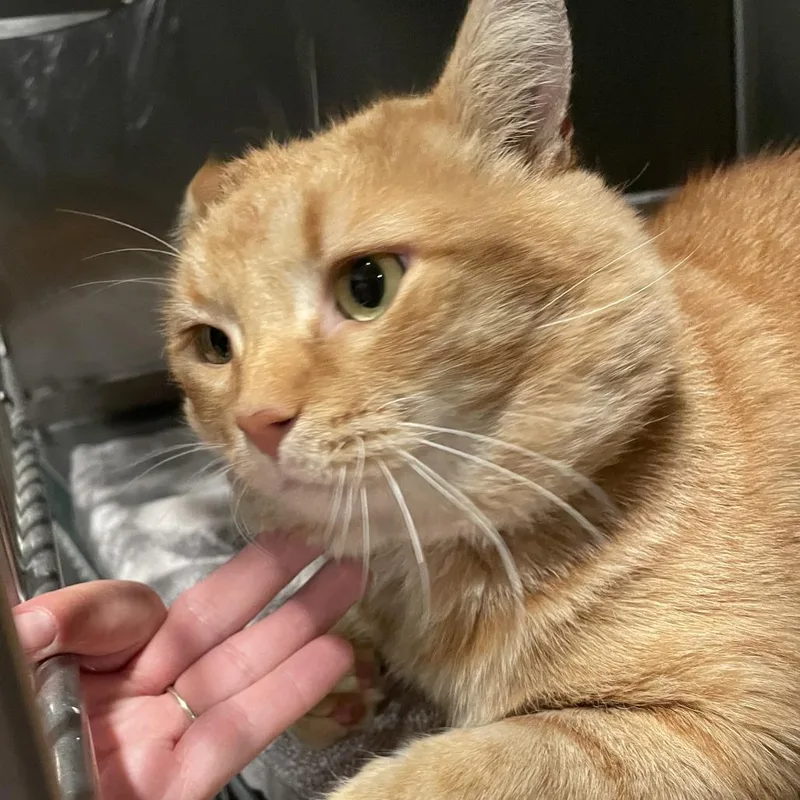 A baby small-sized male Orange / Red Domestic Short Hair cat named URBStray for adoption in West Des Moines, IA