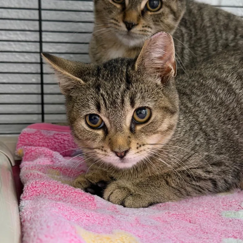 A baby small-sized male Gray / Blue / Silver Domestic Short Hair cat named Kramer for adoption in Hampton Bays, NY