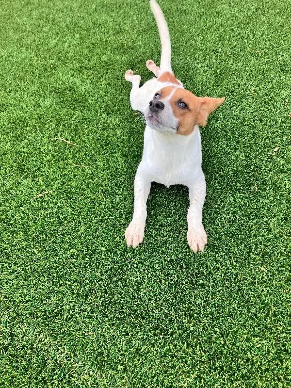 Gus