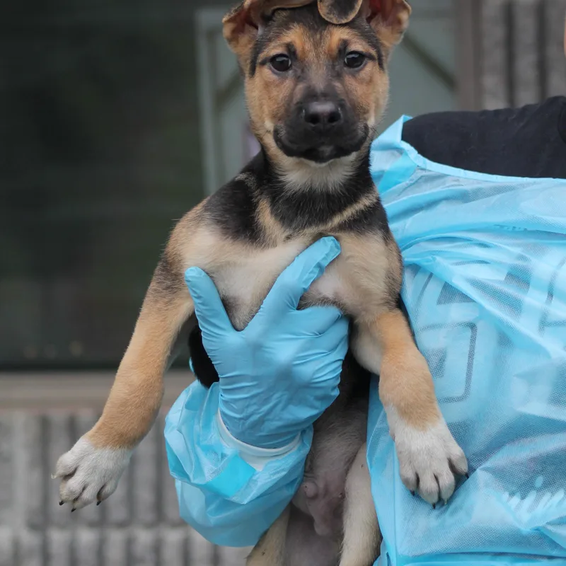 A baby medium-sized male Tricolor (Brown, Black, & White) German Shepherd Dog dog named Reef for adoption in Lemont, IL
