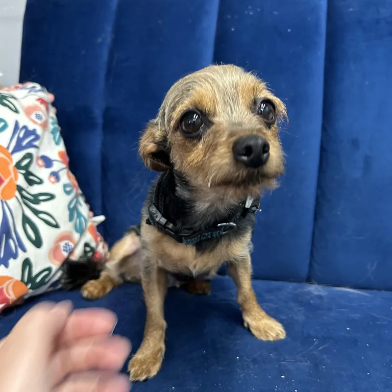 A young small-sized female Black Yorkshire Terrier dog named Lizzie for adoption in Hartford, KY