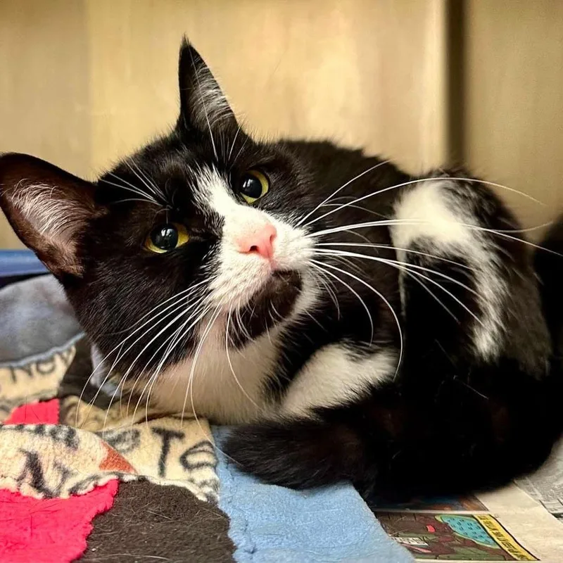 A young medium-sized female Black Domestic Short Hair cat named Sophie C for adoption in Princeton, MN