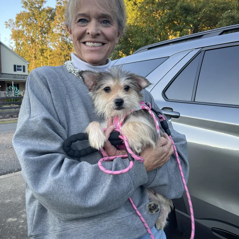 A young small-sized female Bicolor Terrier dog named Spree for adoption in Kings Mountain, NC
