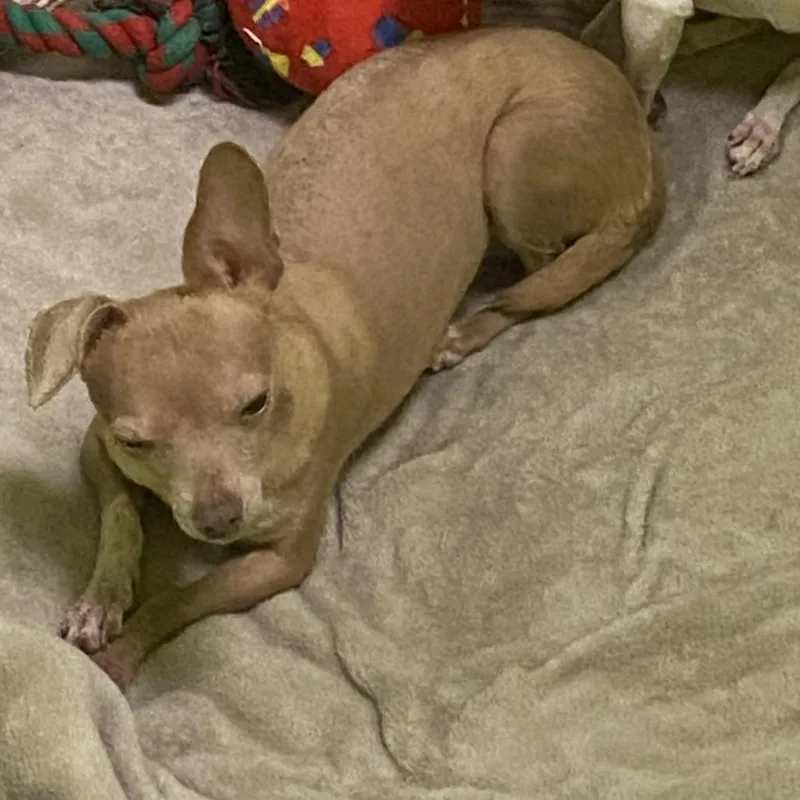 An adult small-sized female Brown / Chocolate Chihuahua dog named Chi Chi for adoption in Spokane, WA
