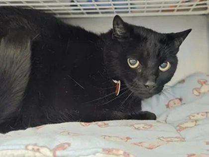 An adult small-sized female Domestic Short Hair cat named Lily for adoption in Woodbury, MN