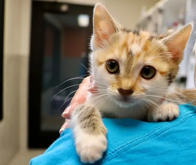 A baby small-sized female Domestic Short Hair cat named Bubbles for adoption in San Luis Obispo, CA