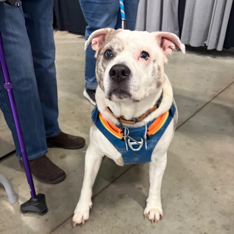 Urban Legend thumbnail 2