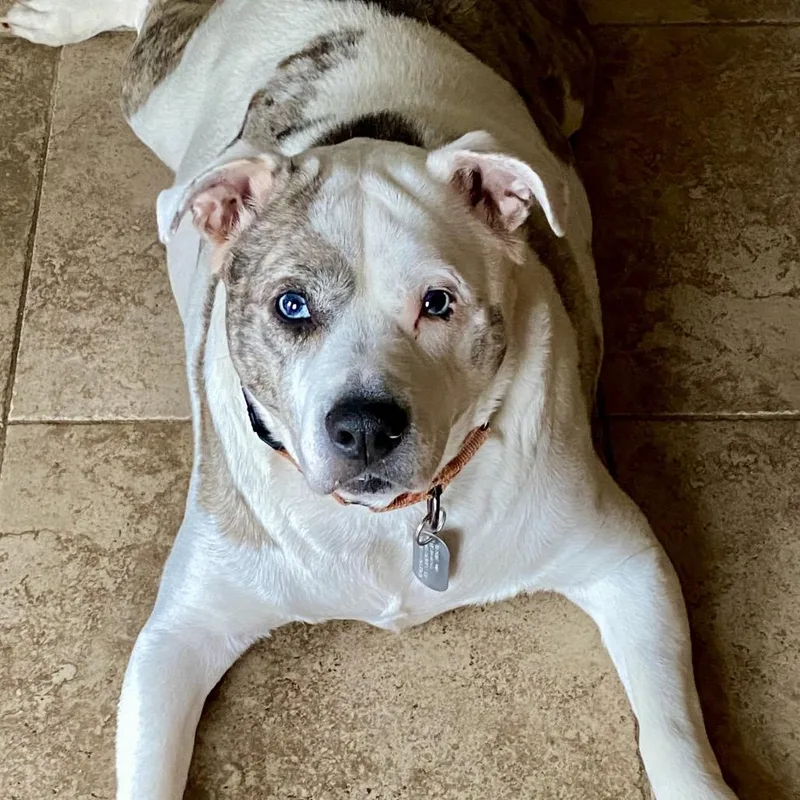 Urban Legend thumbnail 3