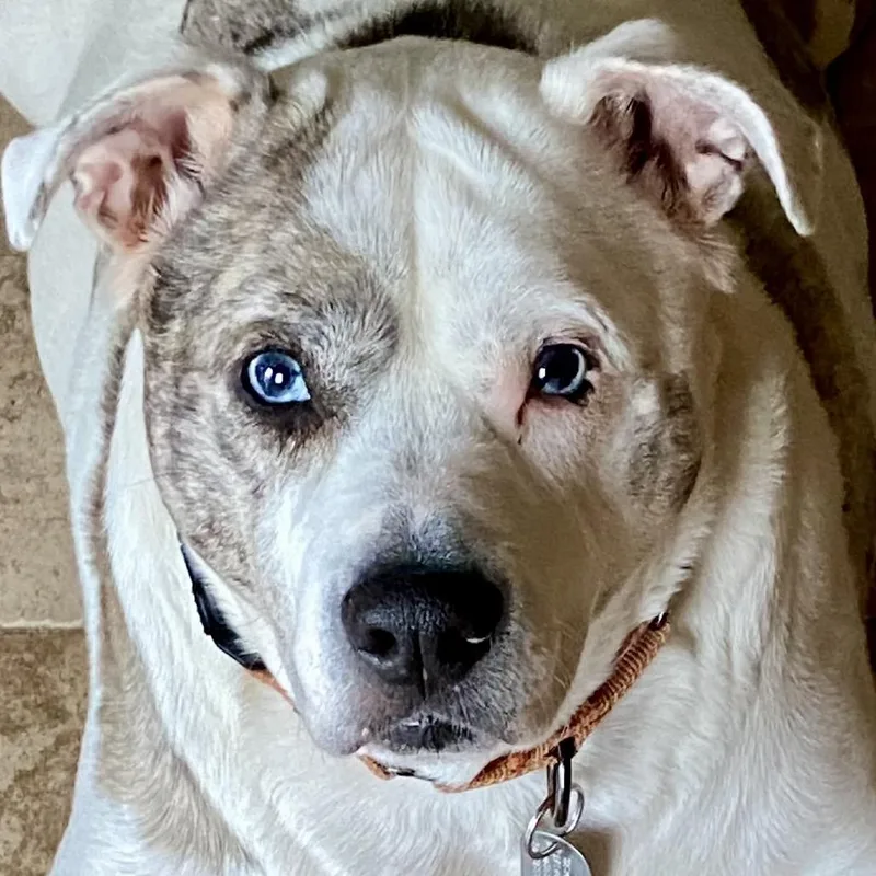 Urban Legend thumbnail 4