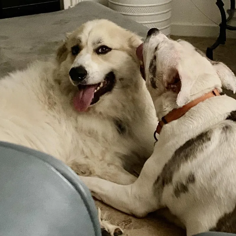 Urban Legend thumbnail 5