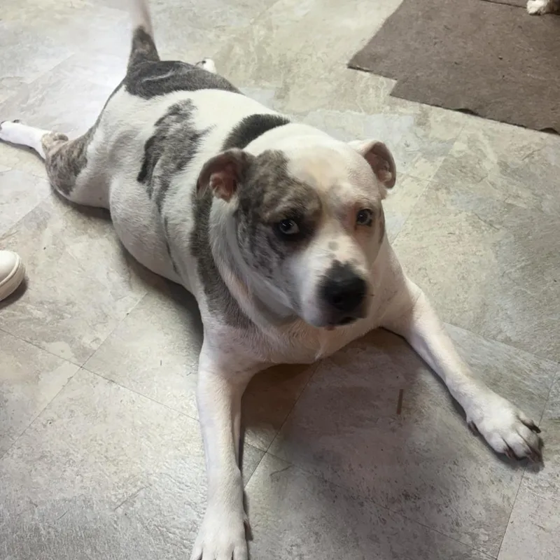 Urban Legend thumbnail 6