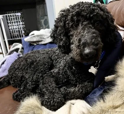 An adult large-sized male Standard Poodle dog named Abe Lincoln for adoption in Elk Grove Village, IL
