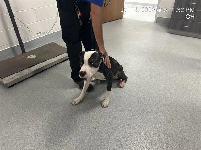 A young large-sized male Pit Bull Terrier dog named Fergus for adoption in Ocala, FL