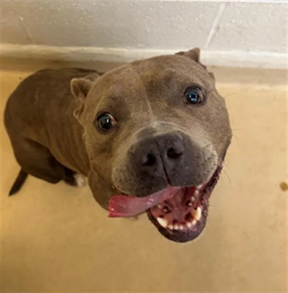 A young small-sized female Mixed Breed dog named Vicky for adoption in Columbia, SC