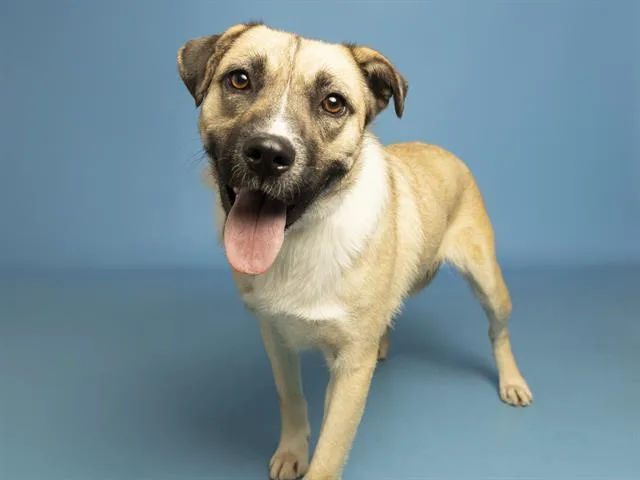 A young medium-sized female Australian Shepherd dog named Prada for adoption in Phoenix, AZ