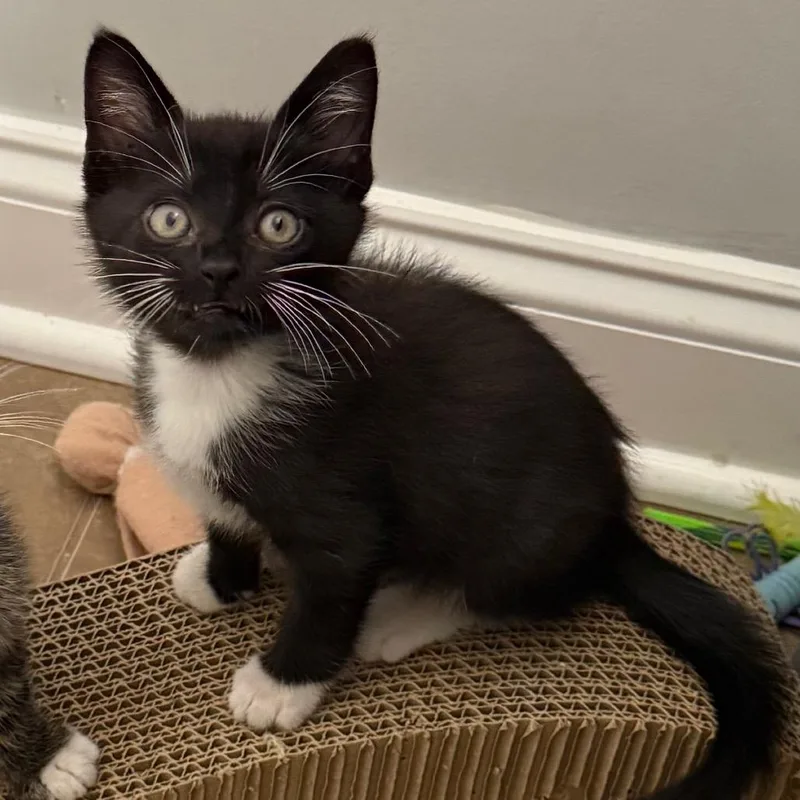 A baby small-sized male Black Domestic Short Hair cat named Micah for adoption in Franklin, TN