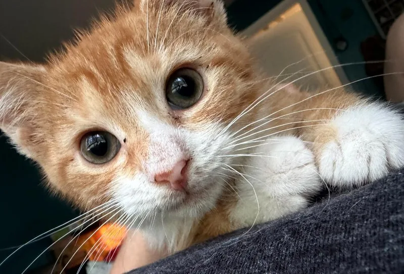 A baby small-sized female Domestic Short Hair cat named French fry for adoption in Cambridge, MD