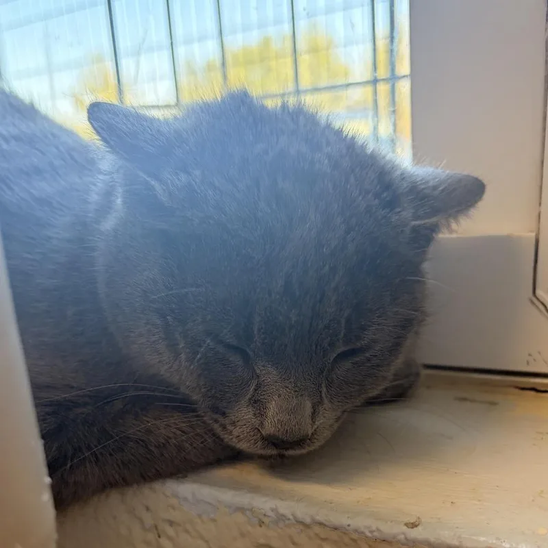 A young medium-sized female Gray / Blue / Silver Domestic Short Hair cat named Harley for adoption in Franklin, NC