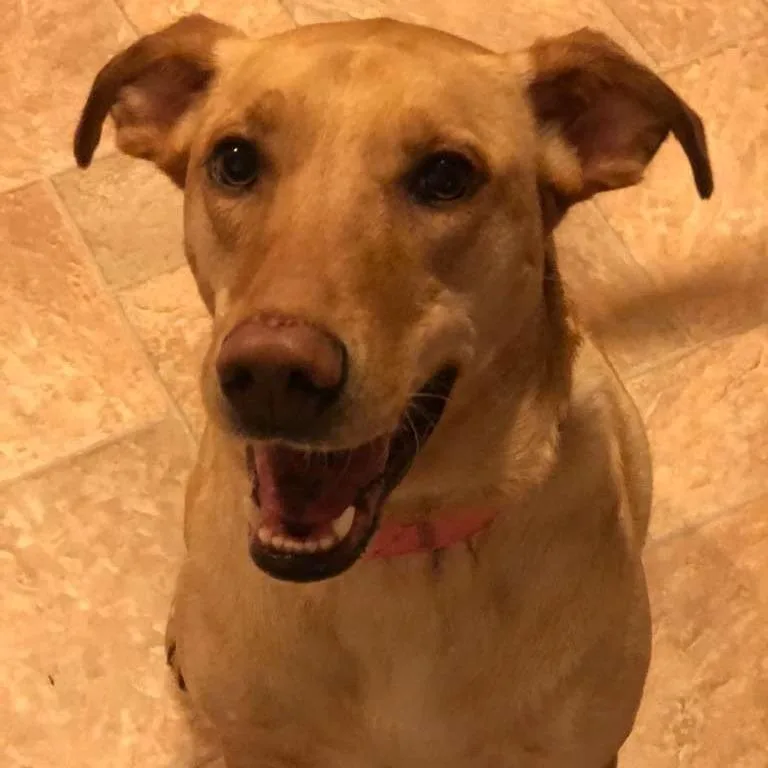 An adult large-sized female Yellow / Tan / Blond / Fawn Yellow Labrador Retriever dog named Nalah for adoption in Gadsden, AL