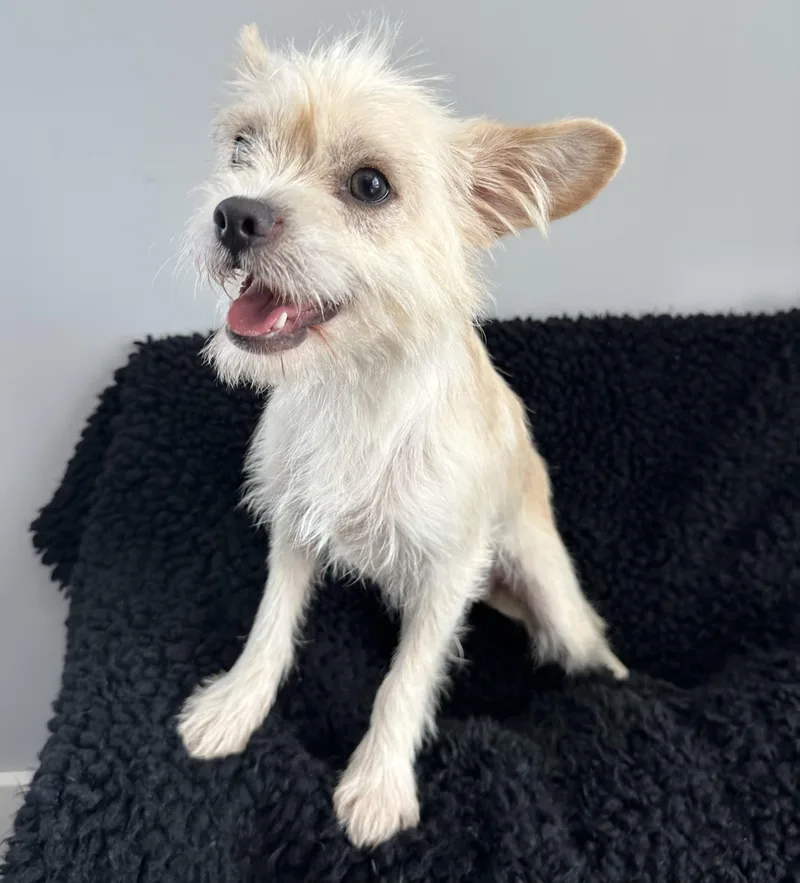 A young small-sized male Yellow / Tan / Blond / Fawn Wirehaired Terrier dog named Tanzanite for adoption in Lawrenceville, GA