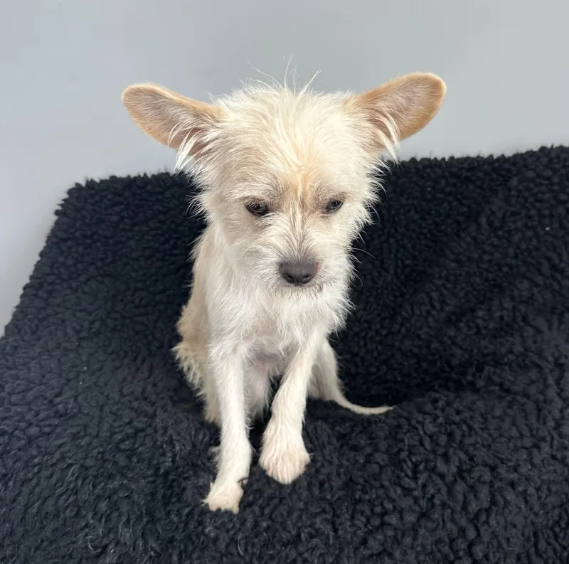 Tanzanite thumbnail 4