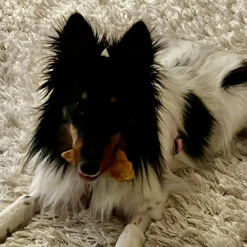 Scarlett thumbnail 3