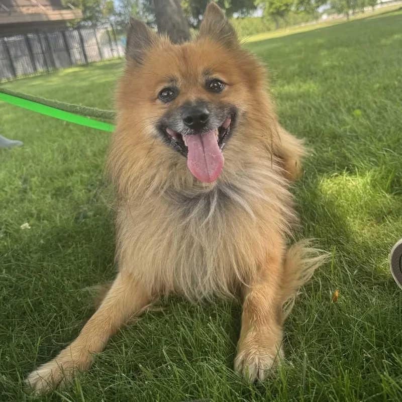 An adult small-sized male Red / Chestnut / Orange Pomeranian dog named Teddy for adoption in Valparaiso, IN