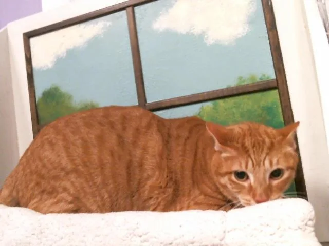 An adult large-sized female Domestic Short Hair cat named Caramel for adoption in Houston, TX