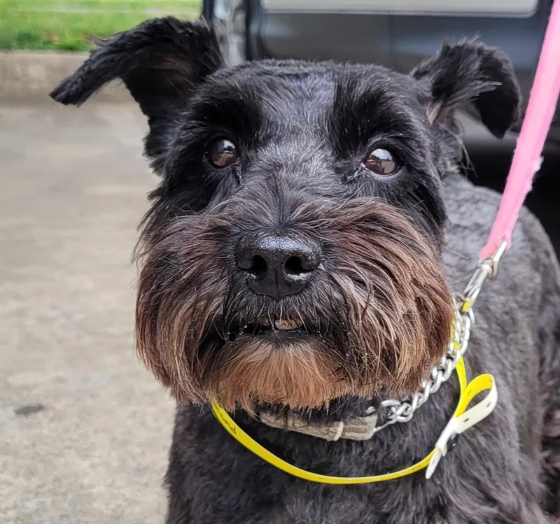 An adult small-sized female Black Miniature Schnauzer dog named Diamond for adoption in Carrollton, TX