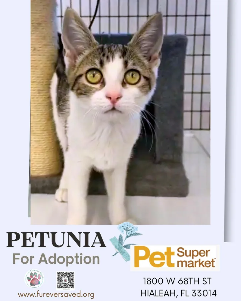A baby small-sized female White Domestic Short Hair cat named Petunia for adoption in Miami, FL