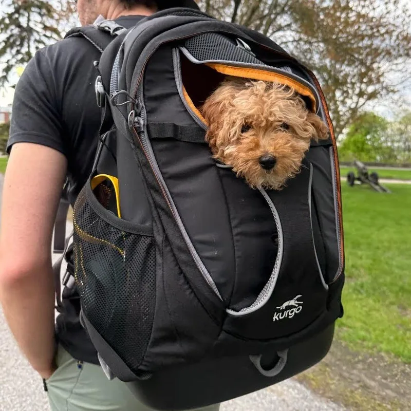 A baby small-sized male Yellow / Tan / Blond / Fawn Miniature Poodle dog named Tanuki for adoption in South Burlington, VT