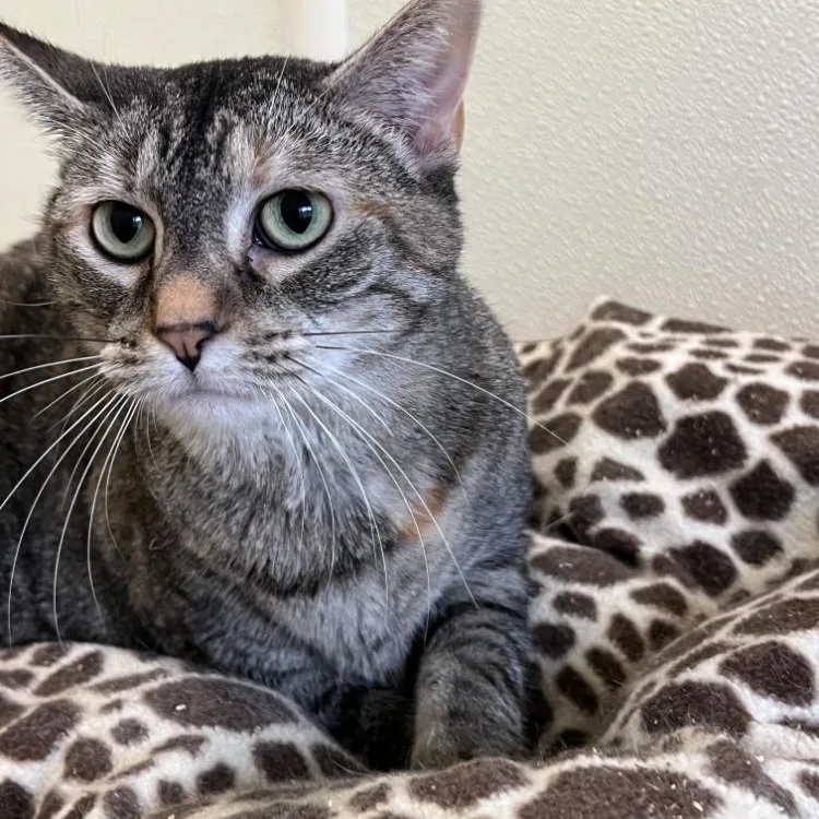 An adult medium-sized female Tabby cat named Sable for adoption in Troy, MO