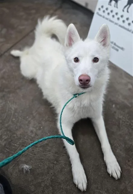An adult large-sized female Mixed Breed dog named Baby Doll for adoption in Dallas, TX