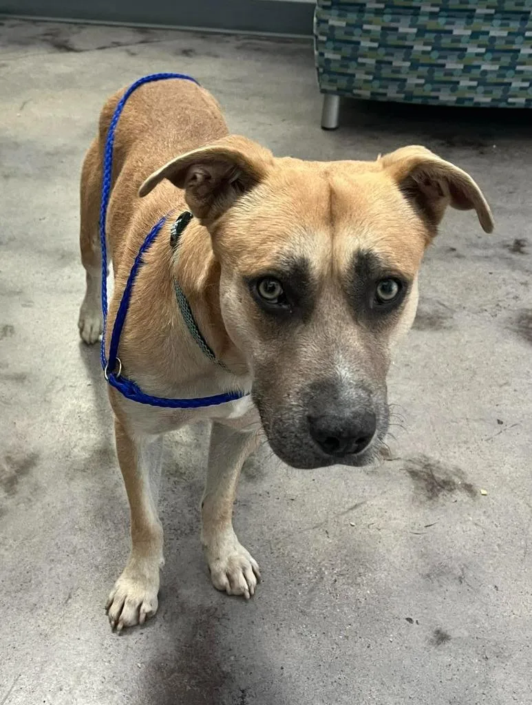 A young medium-sized male Pit Bull Terrier dog named Amigo for adoption in Richland Hills, TX
