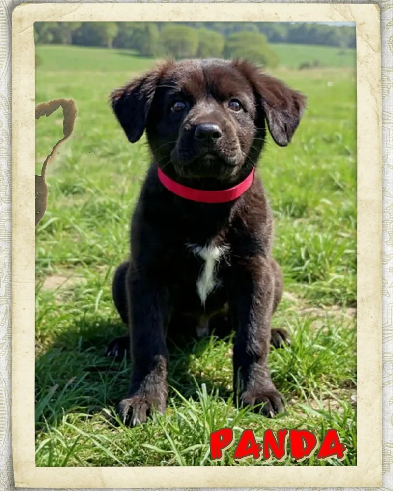 A baby medium-sized female Black Labrador Retriever dog named Panda for adoption in Grove, OK
