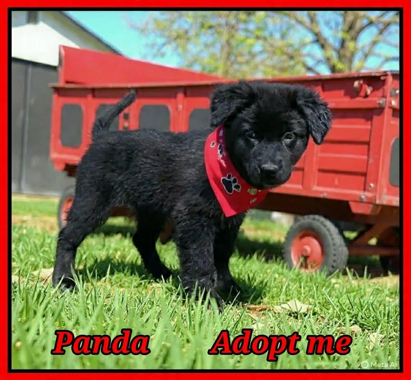 Panda thumbnail 2