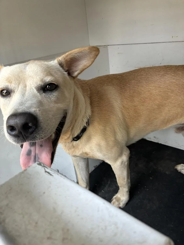 A young medium-sized male Carolina Dog dog named Twiggy for adoption in Rocky Mount, NC