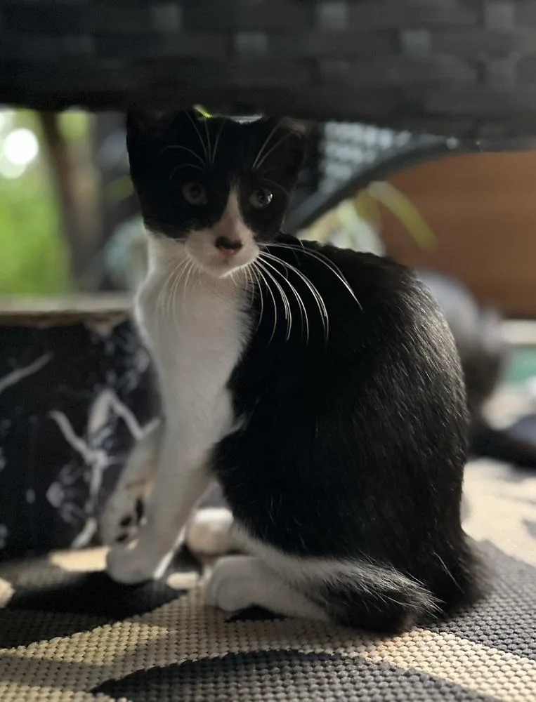 A baby small-sized female Domestic Short Hair cat named CL Clea for adoption in Dawson, GA