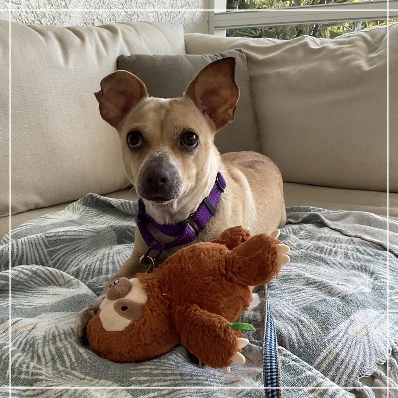 An adult small-sized female Yellow / Tan / Blond / Fawn Mixed Breed dog named Orielha for adoption in Naples, FL