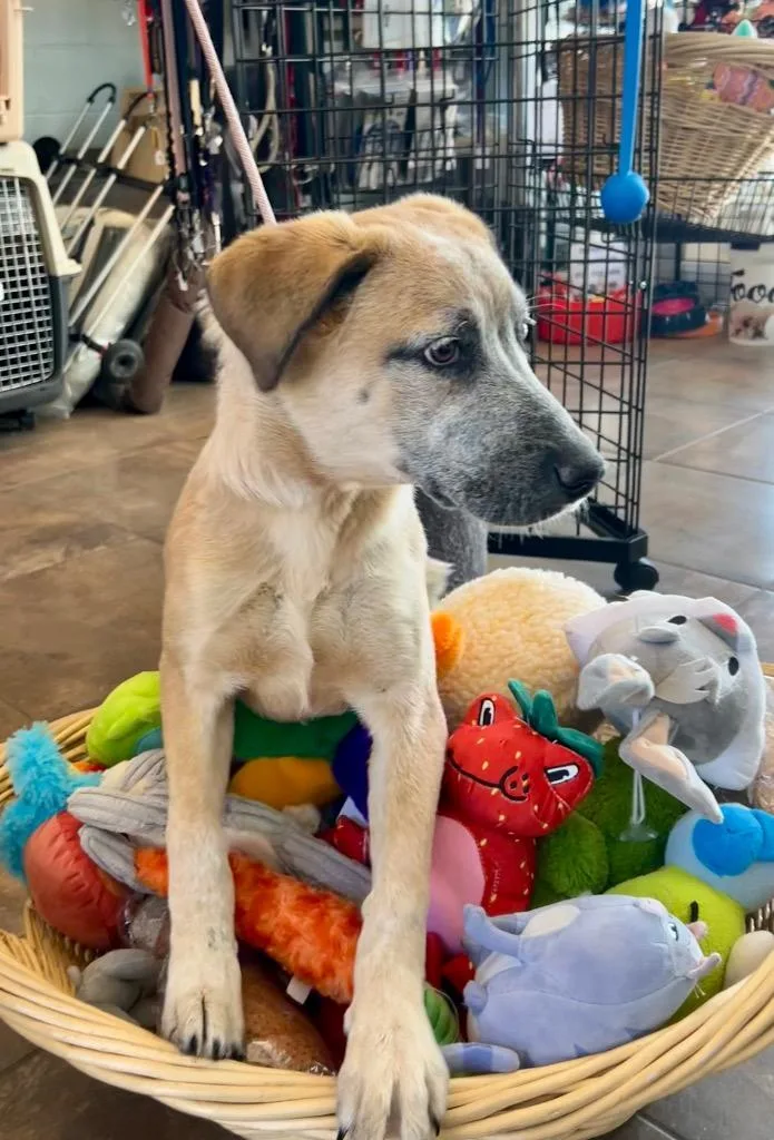 A baby medium-sized female Cattle Dog dog named Frappu for adoption in Cottonwood, AZ