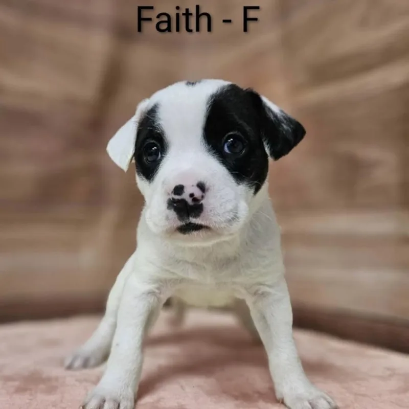 A baby medium-sized female White / Cream Pit Bull Terrier dog named Faith for adoption in Griswold, CT