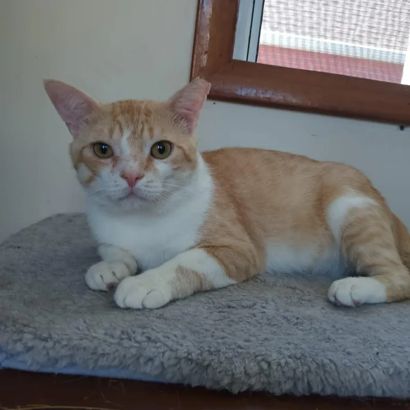 A young medium-sized male American Shorthair cat named Max for adoption in Union City, NJ