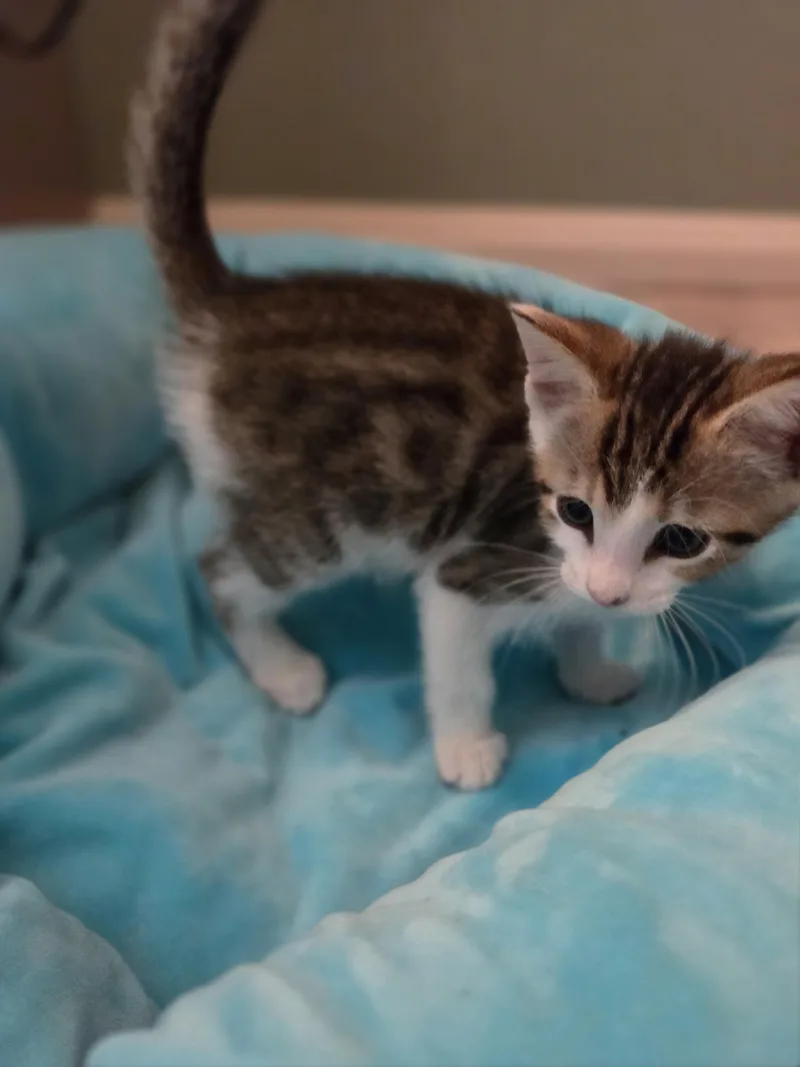 A baby small-sized female Domestic Short Hair cat named Scully for adoption in Knoxville, TN
