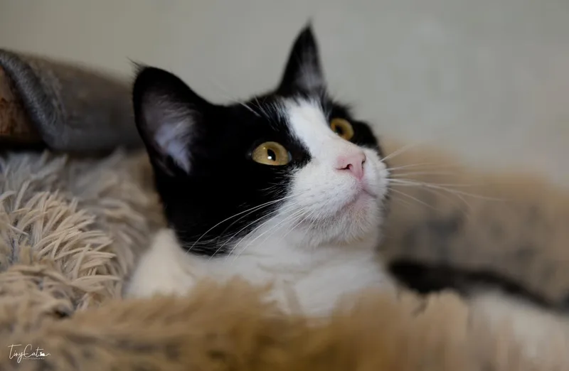 A young medium-sized male Domestic Short Hair cat named Fable for adoption in Lincoln, CA