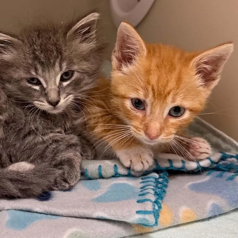 A baby small-sized male Domestic Short Hair cat named Biscuit for adoption in Caryville, TN