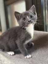 A young medium-sized male Gray & White Domestic Short Hair cat named Suttles for adoption in Oracle, AZ