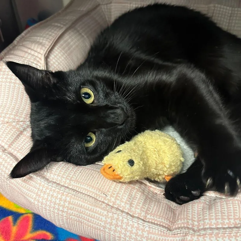 A young medium-sized male Black Domestic Short Hair cat named Salem for adoption in Providence, RI