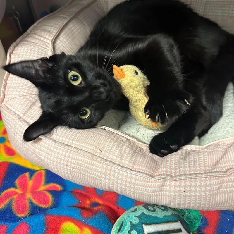 Salem thumbnail 2