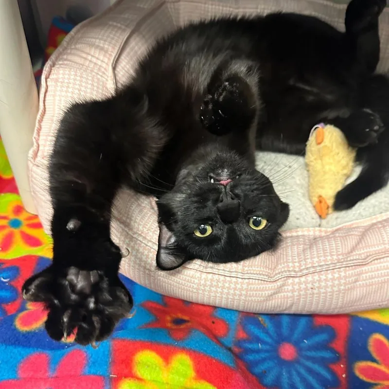 Salem thumbnail 3