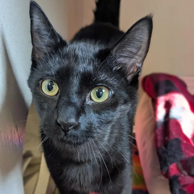 Salem thumbnail 4